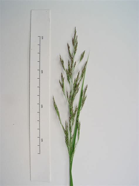 Calamagrostis canadensis (bluejoint, Canada reed grass): Go Botany