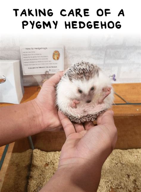 Taking Care of a Pygmy Hedgehog - Hedgehog Care and Lifestyle ...