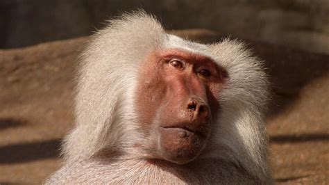 Portrait of a Baboon · Free Stock Photo