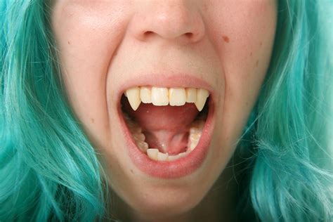 Sink Your Teeth Into These Facts About Fangs | Tufts Now