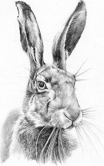 Buy 'Mr Hare' by Lucy Malivoire as a Art Print, Canvas Print, Framed ...