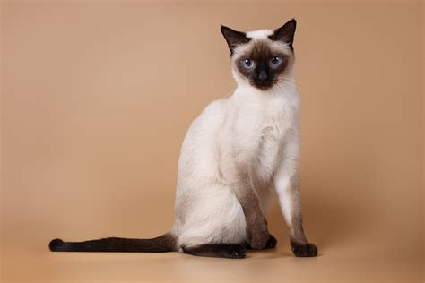 12 Cute Siamese Cat Names You’ll Love I Discerning Cat