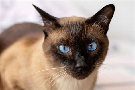 Las 10 mejores razas de gatos con ojos azules