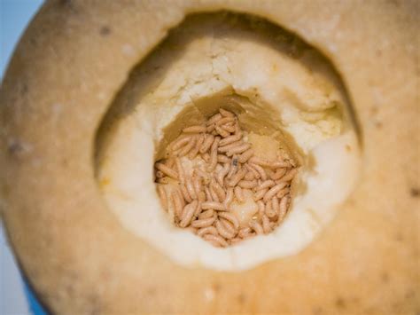 Where to find casu marzu maggot cheese | Photos | escape.com.au