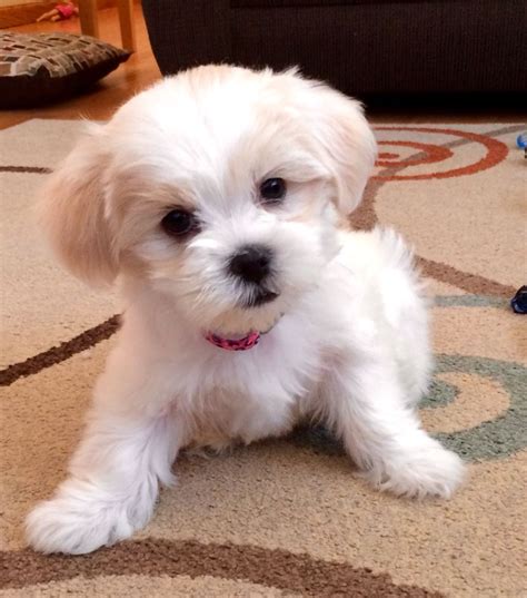 Maltese Shih Tzu Mix Teacup