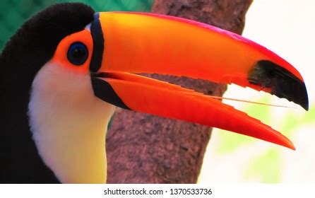 Toco Toucan Beak Open: Over 117 Royalty-Free Licensable Stock Photos ...