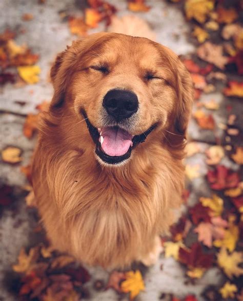 Klicke um das Bild zu sehen. smiling golden retriever - #golden # ...