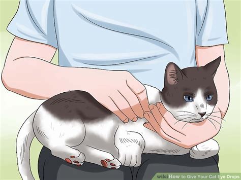 How to Give Your Cat Eye Drops: 11 Steps (with Pictures) - wikiHow