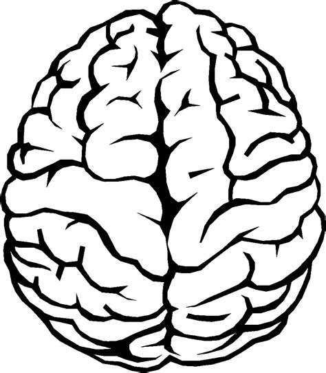 Outline of the human brain Clip art - Brain png download - 1154*1321 ...