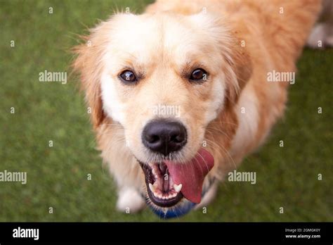 Golden Retriever smile Stock Photo - Alamy