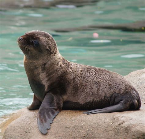 Images: Sea Lion Pups Make a Splash | Live Science