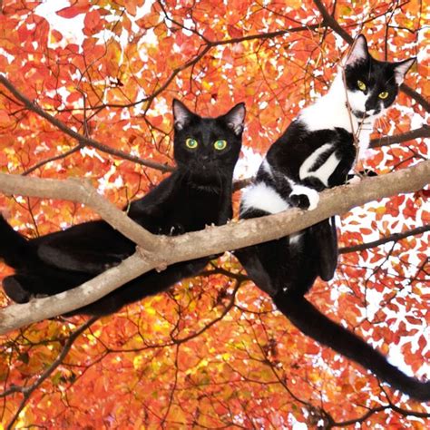 Autumn Cats - 18 Images of Cats Loving Fall