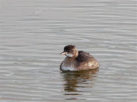 Little Grebe | BirdForum