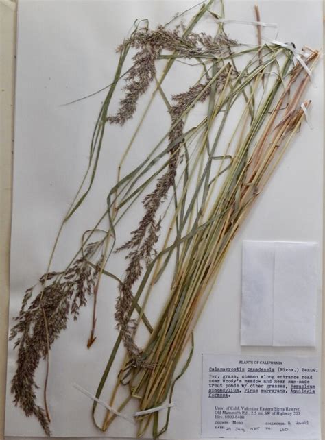 Calamagrostis Canadensis - Bluejoint Reedgrass - Valentine Reserve