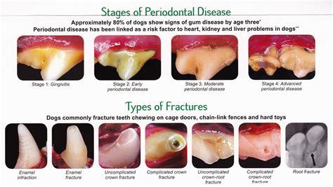 Common Dog Tooth Problems To Watch Out For - Ruby Cavalier King Charles ...