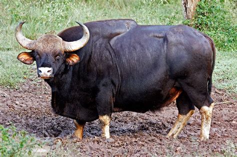 The Indian Bison, or Gaur, is the biggest living bovine species in the ...