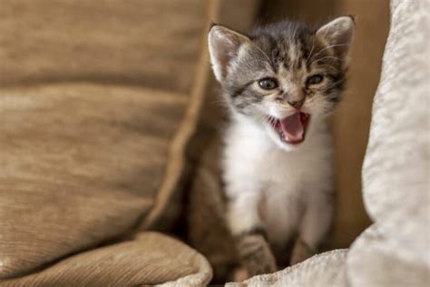 How to Stop a Kitten from Crying at Night (6 ways) - TheCatSpace