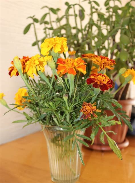 Marigolds in a vase stock image. Image of flower, blue - 25759901