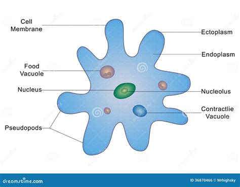 Labeled Diagram Of Amoeba