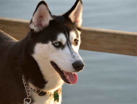 The Great Alaskan Husky: What You Need to Know - K9 Web