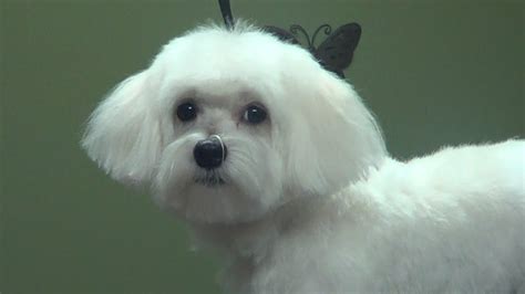 Maltese Dog Fur Dogs | seeds.yonsei.ac.kr