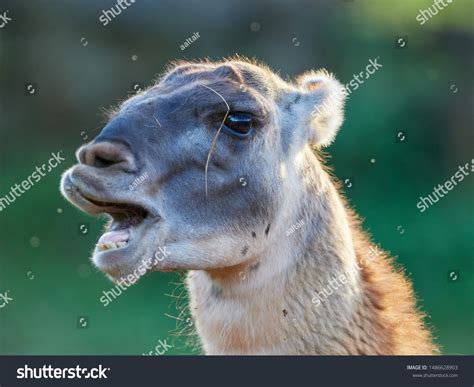 Funny Lama Close Portrait Stock Photo 1486628903 | Shutterstock