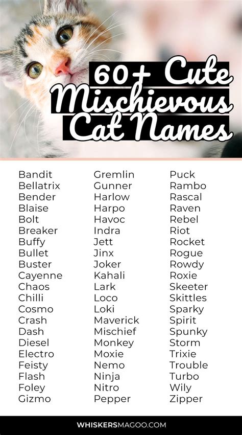 60+ Cute Mischievous Cat Names - Whiskers Magoo | Cute cat names, Cat ...