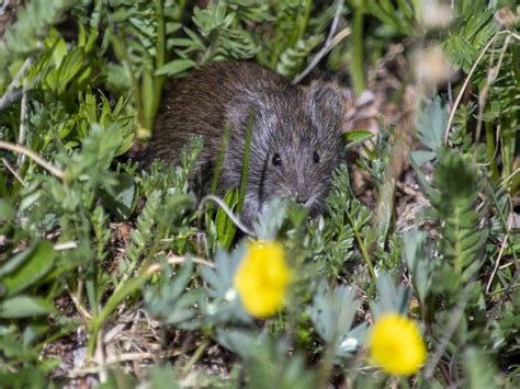 Meadow Vole | Smithsonian Photo Contest | Smithsonian Magazine