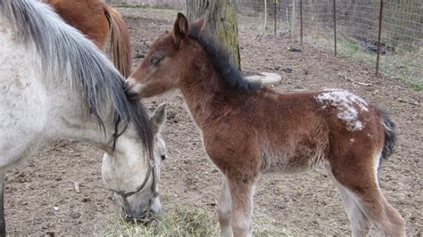 Caspian Horse Breeders Association