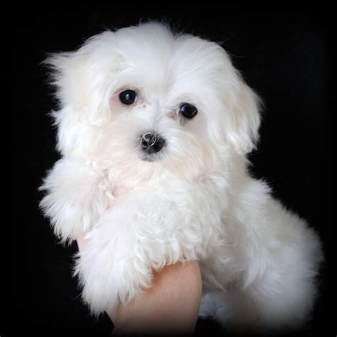 Maltese Puppies for Sale in North Carolina: May 2009