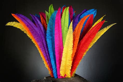 Ostrich Feathers, South Africa