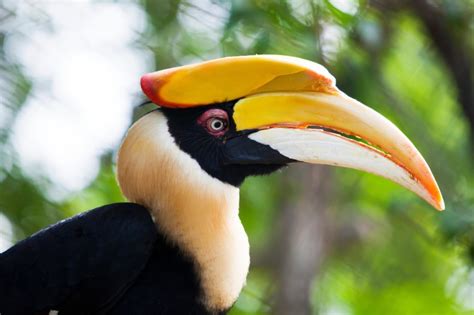 Great hornbill (Buceros bicornis)