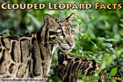 Clouded Leopard Facts For Kids & Adults: Pictures, Information & Video ...