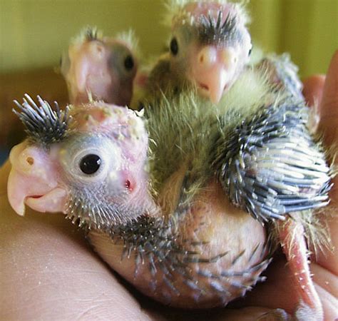 Vulture the baby cockatiel by MeMeReNe on DeviantArt