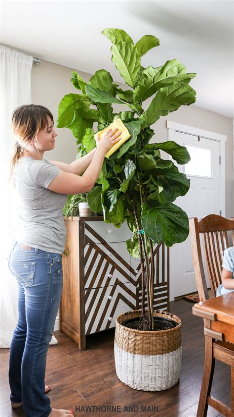 Fiddle Leaf Fig Plant Care - Plant Ideas