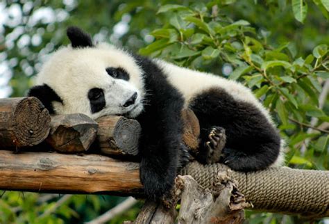 International Panda Day: Top 10 facts you need to kno | Express.co.uk