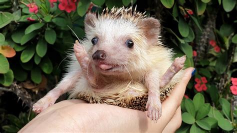 Hedgehog Breeds