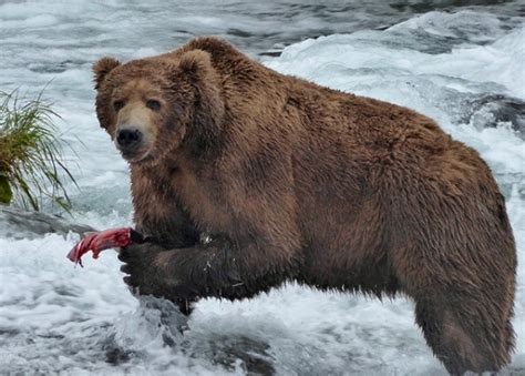 Traveler Story: Ultimate Alaska Wildlife Safari