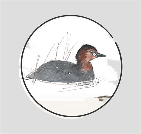 LITTLE GREBE (Tachybaptus ruficollis) - Grèbe castagneux — wildechoes