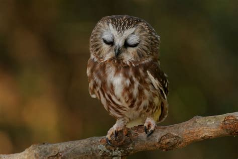 Baby Owl : pics