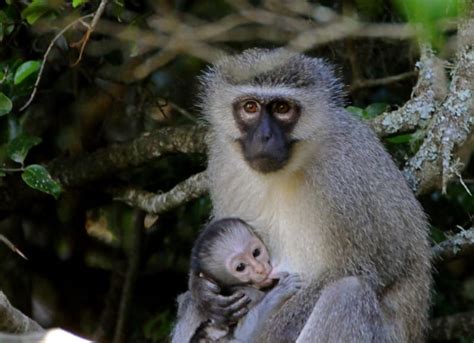 Vervet Monkey l Remarkable Primate - Our Breathing Planet