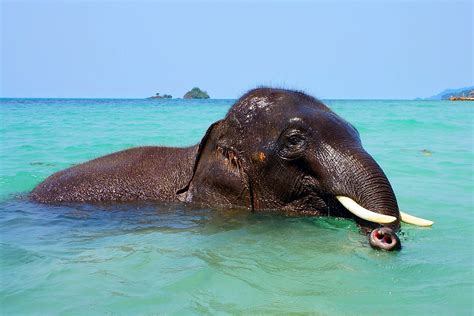 Elephant Bathing Sea · Free photo on Pixabay