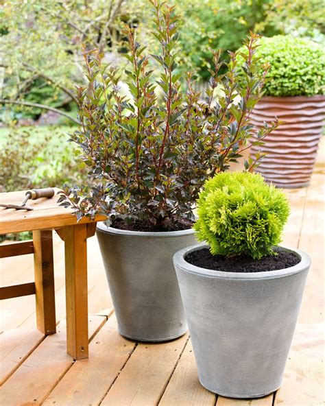 7 Best Types of Shrubs For Planting in Containers