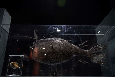 Deep-Sea Anglerfish Species Dubbed As ‘Sea Monster’ Found in San Diego ...