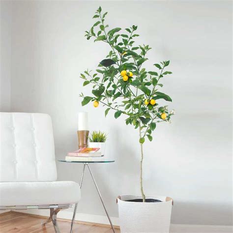 Indoor fruit trees - 9 varieties that yield tasty crops | Livingetc