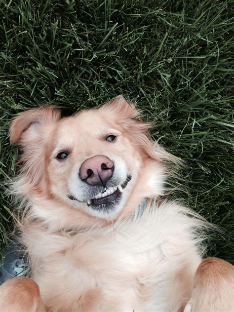 Golden retriever smile | Golden retriever, Golden retriever smile ...