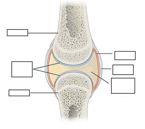 Synovial Joint labeling Diagram | Quizlet