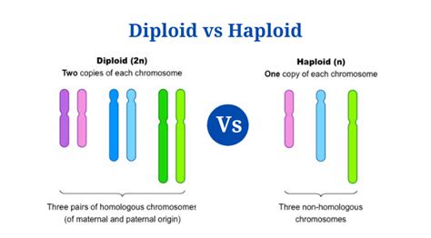 Diploid Vs Haploid: Definition, 12+ Major Differences, Examples - PhD Nest