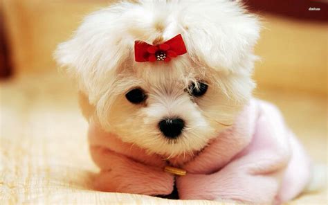 Wallpapers of Cute Puppies (57+ images)