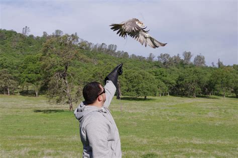 The Falconry Experience - West Coast Falconry